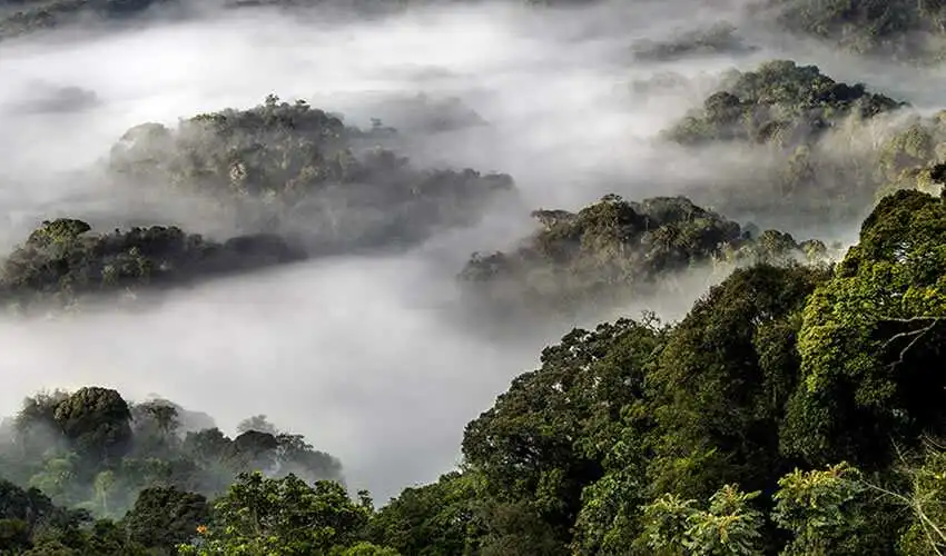 Nyungwe Forest National Park