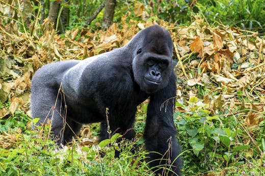 Photo of a Gorilla