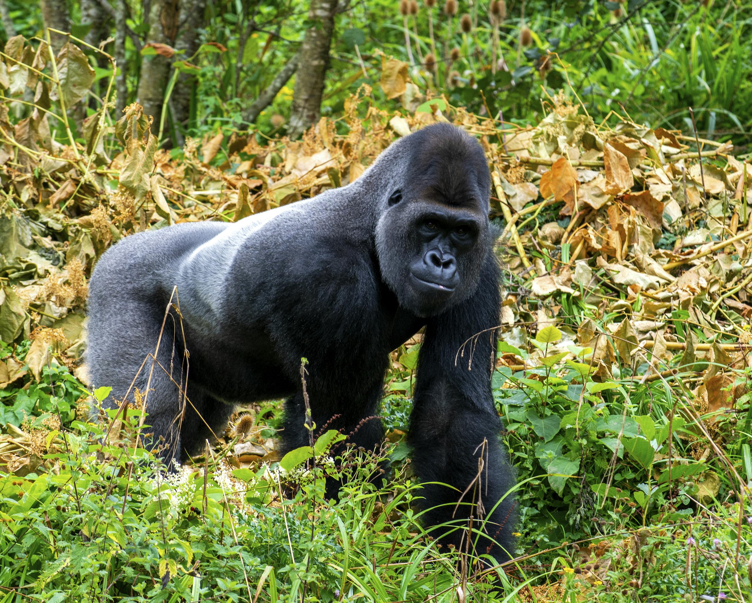 Photo of a Gorilla