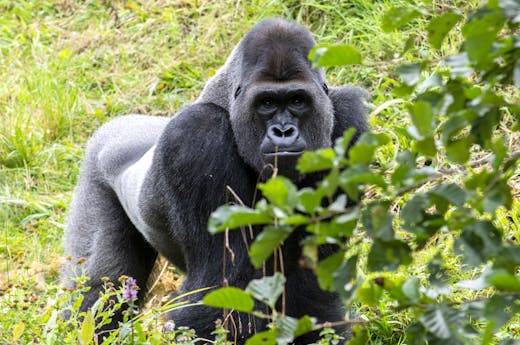 Photo of a Gorilla Walking on Grass