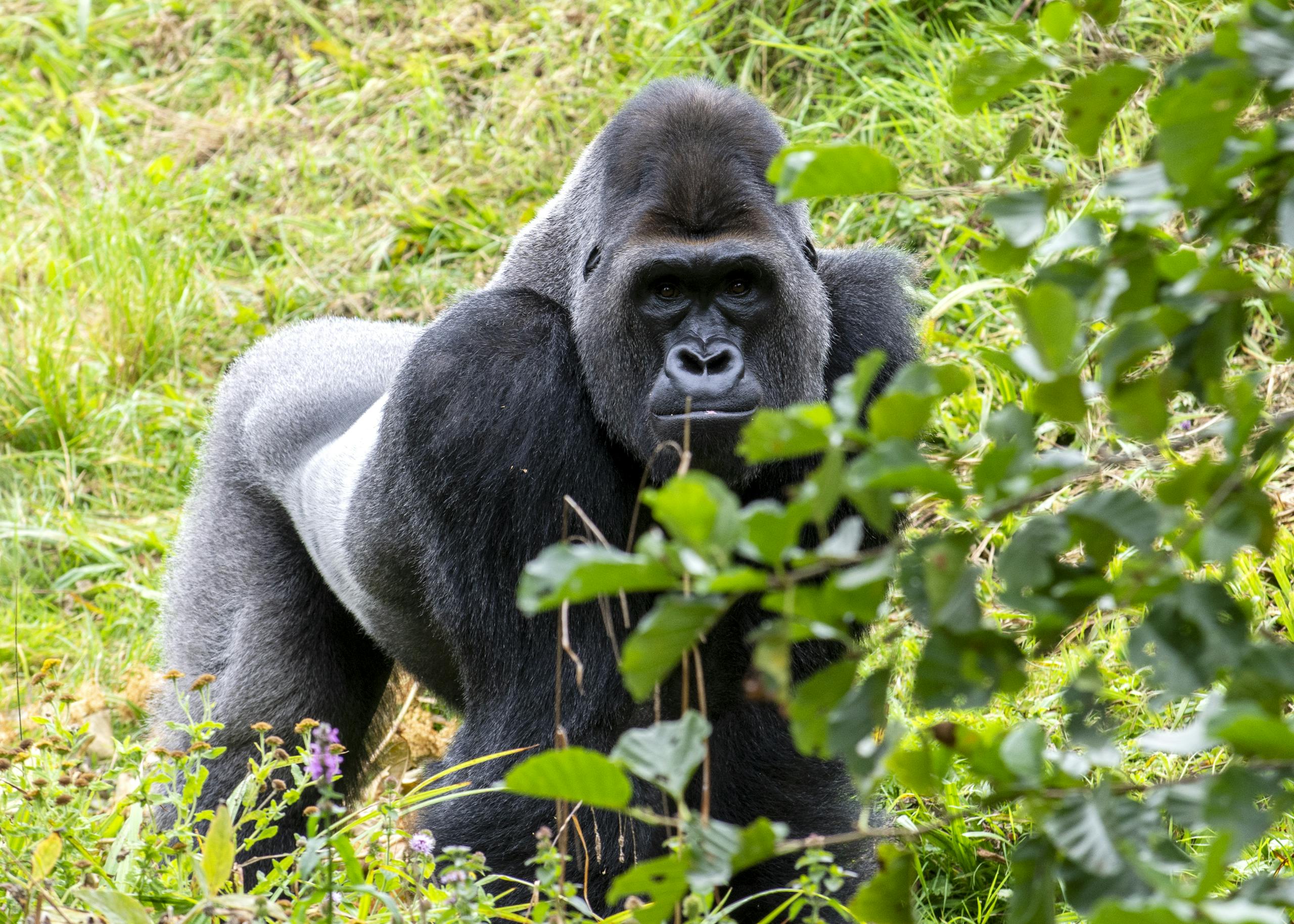 Photo of a Gorilla Walking on Grass