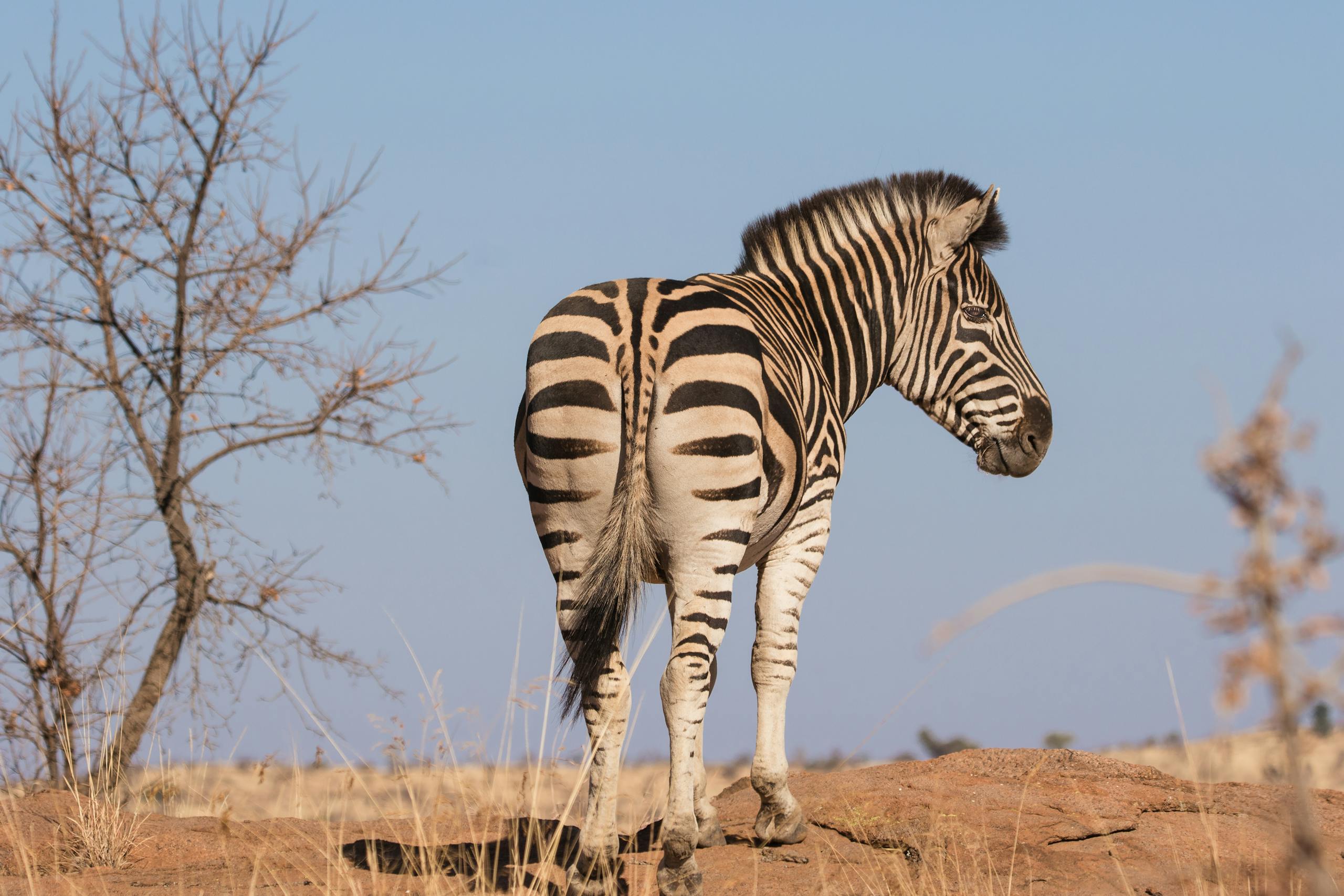 Lake Mburo National Park