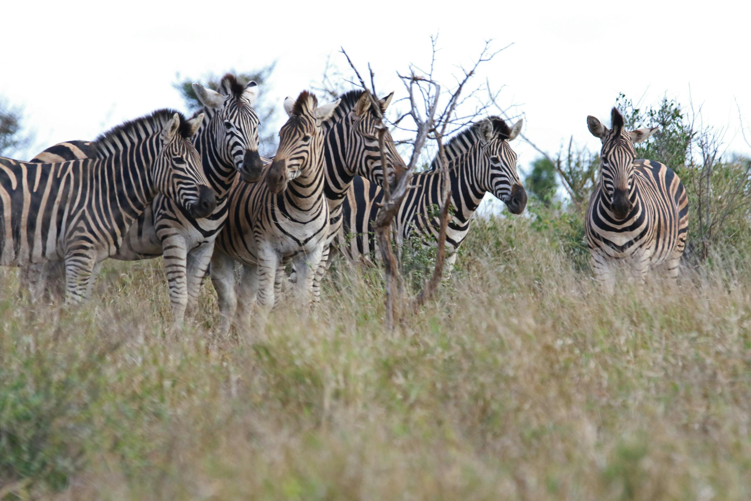 Zebra Herd