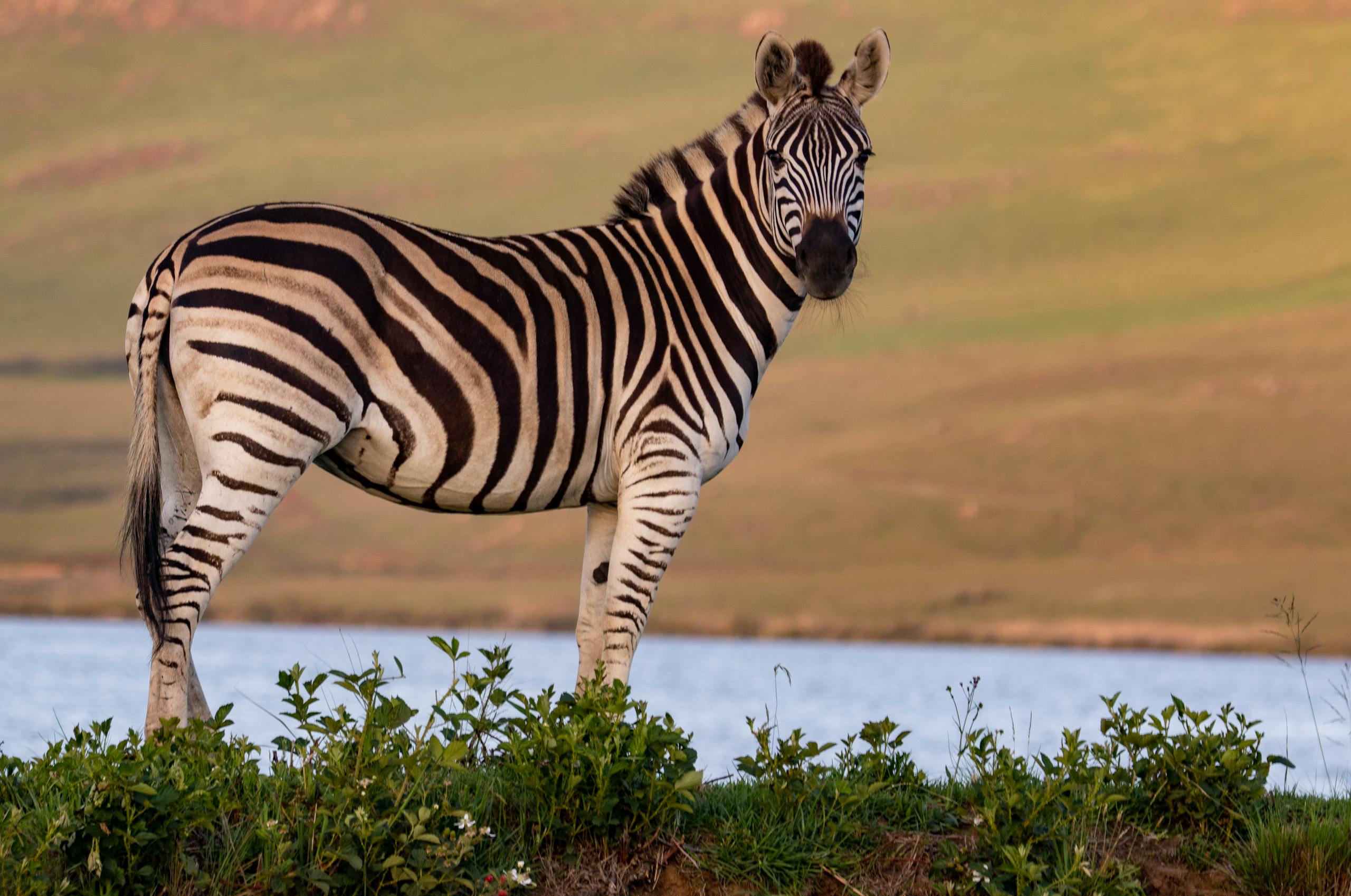 Akagera National Park