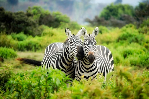 Zebras on Zebra