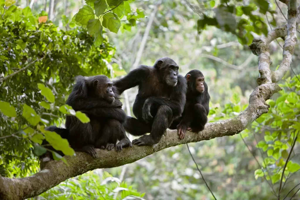 Chimpanzee trekking