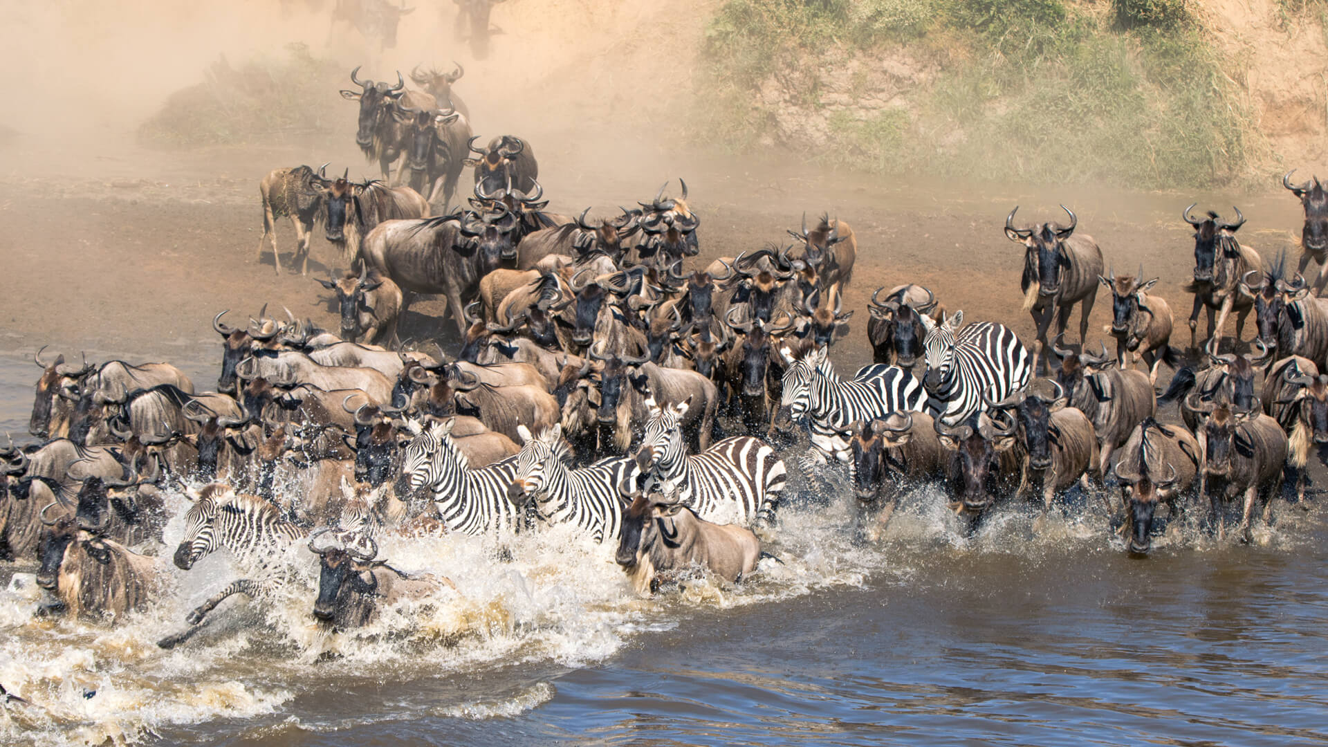 Witness the Majestic Great Migration