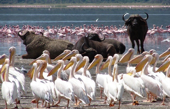 Lake Nakuru NP