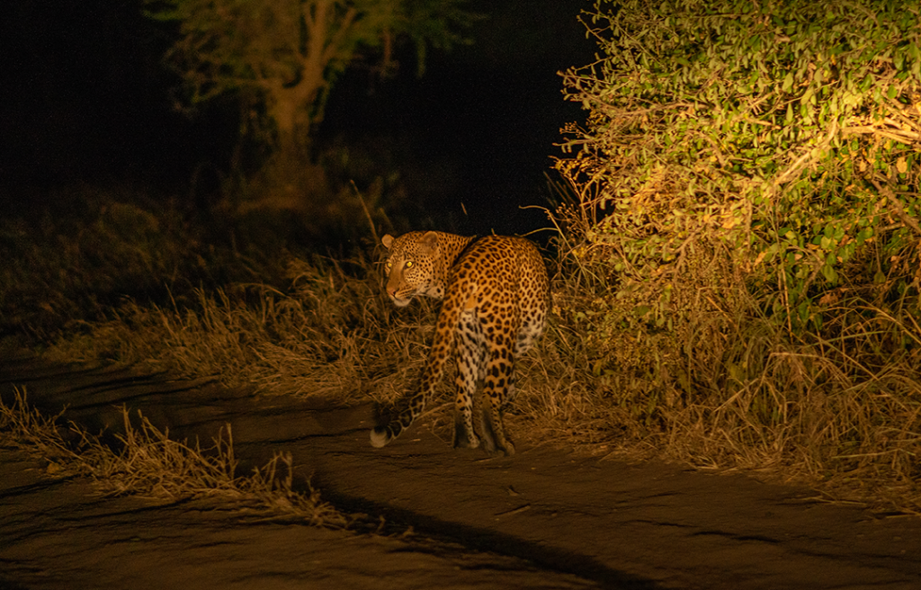 Night game drive