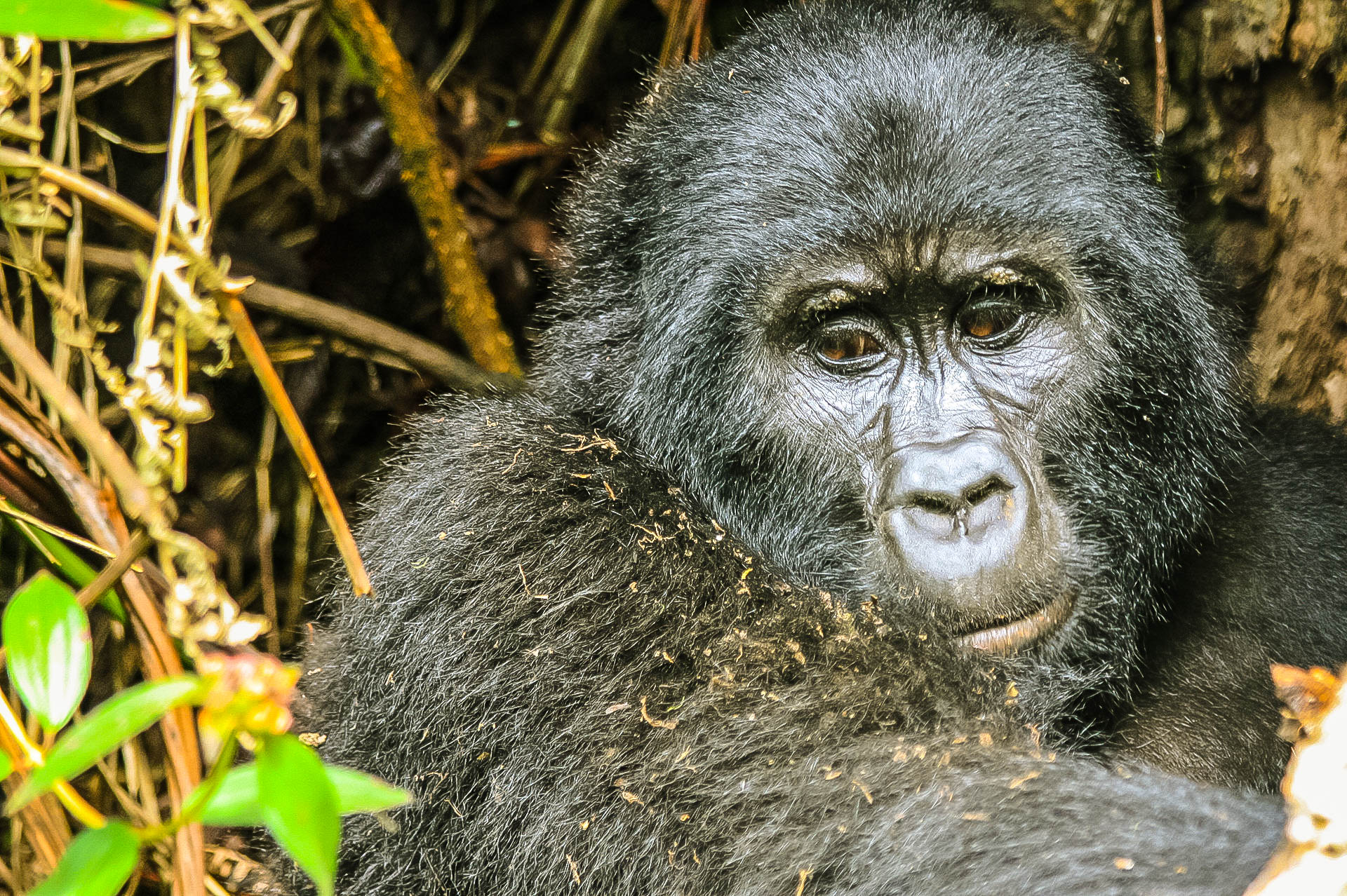 Bwindi Impenetrable NP