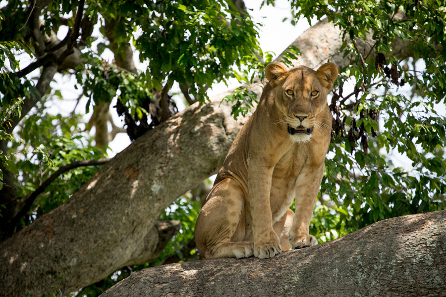 Queen Elizabeth NP