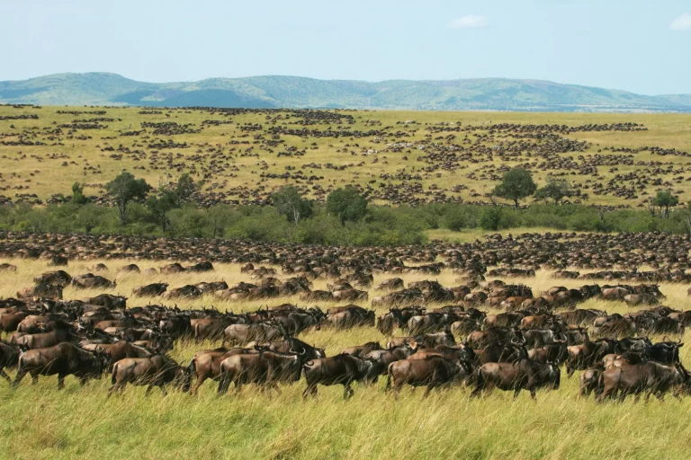 Wildebeest Migration at Masai Mara